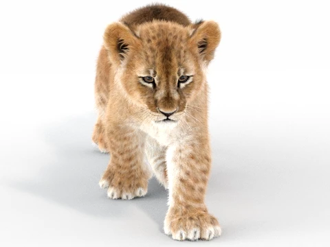Animated Lion Cub - Ornatrix - Hair and Fur 3D Model