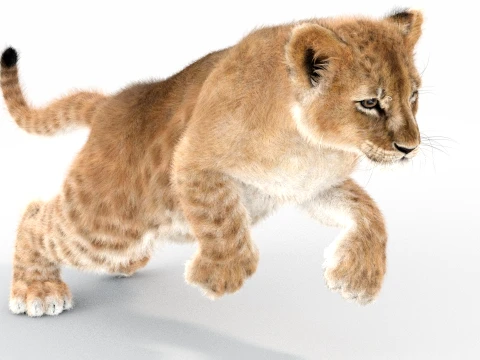 Animated Lion Cub - Ornatrix - Hair and Fur 3D Model