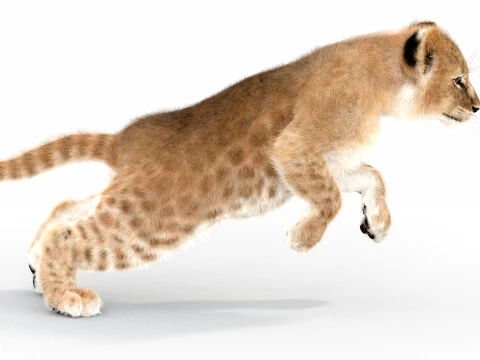 Animated Lion Cub - Ornatrix - Hair and Fur 3D Model