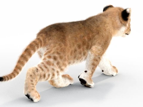 Animated Lion Cub - Ornatrix - Hair and Fur 3D Model