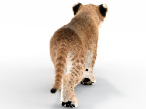 Animated Lion Cub - Ornatrix - Hair and Fur 3D Model
