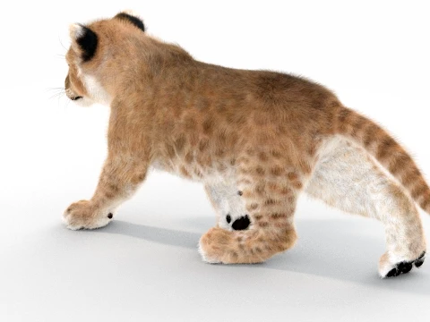 Animated Lion Cub - Ornatrix - Hair and Fur 3D Model