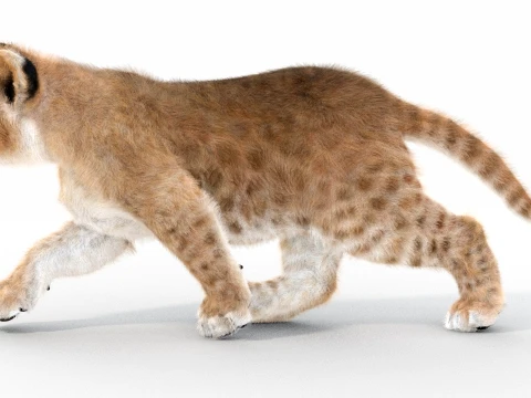 Animated Lion Cub - Ornatrix - Hair and Fur 3D Model
