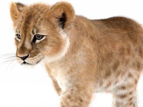 Animated Lion Cub - Ornatrix - Hair and Fur 3D Model