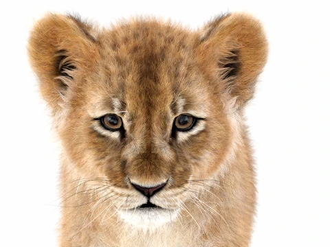 Animated Lion Cub - Ornatrix - Hair and Fur 3D Model