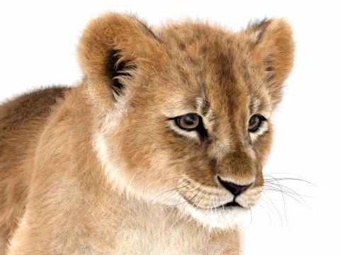 Animated Lion Cub - Ornatrix - Hair and Fur 3D Model
