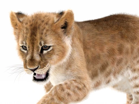 Animated Lion Cub - Ornatrix - Hair and Fur 3D Model