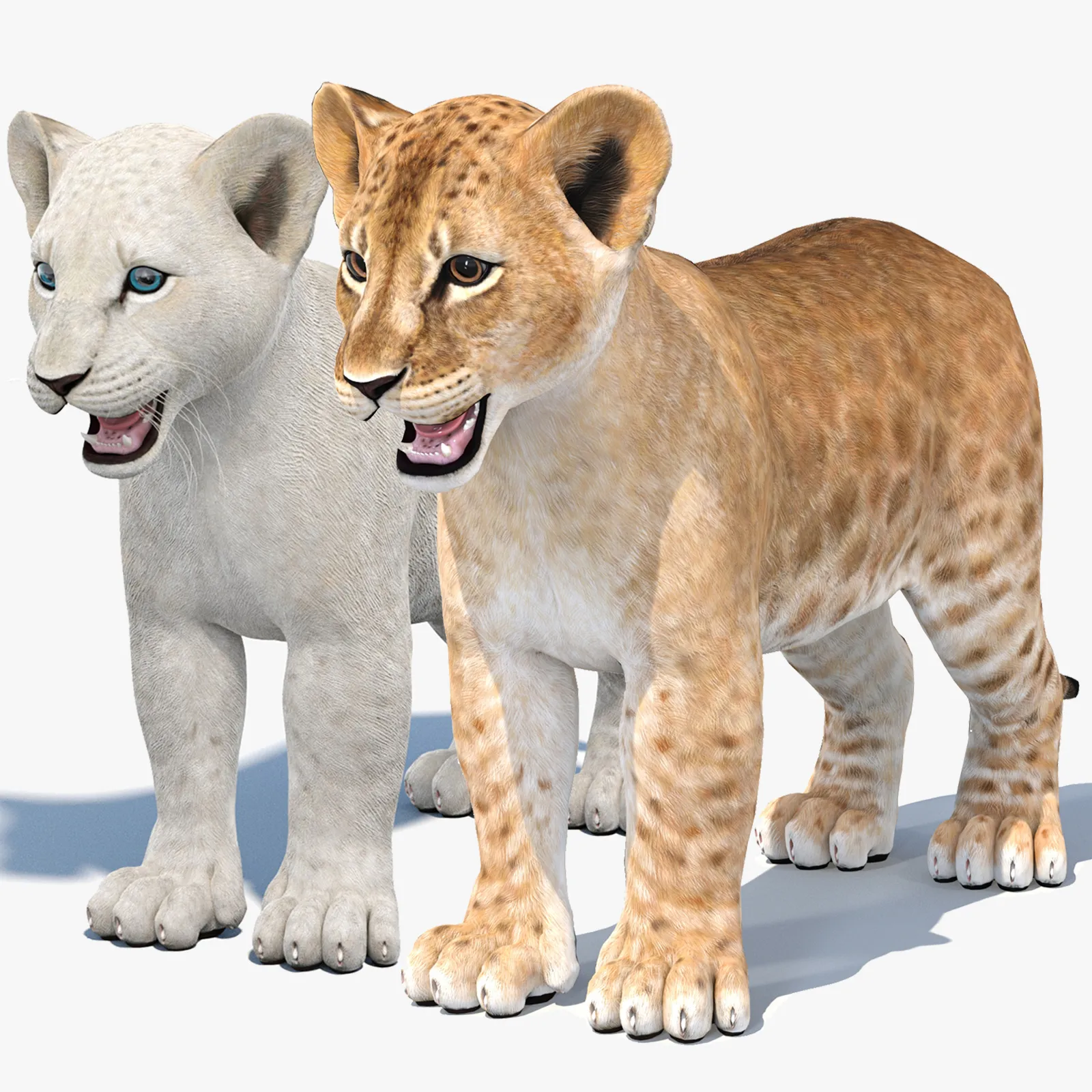 Lion Cub Bundle Natural White 3D Model .c4d .max .obj .3ds .fbx .stl .blend 