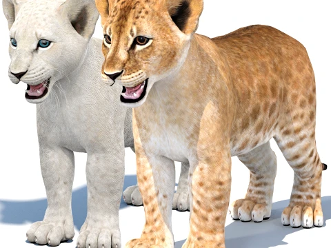 Lion Cub Bundle Natural White 3D Model