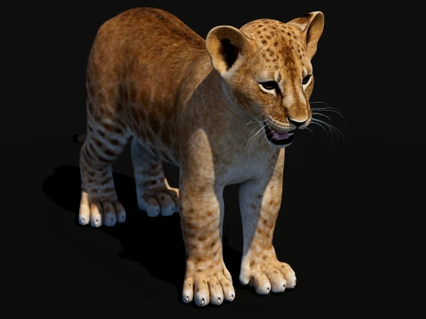 Lion Cub Bundle Natural White 3D Model