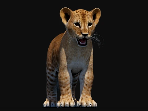 Lion Cub Bundle Natural White 3D Model