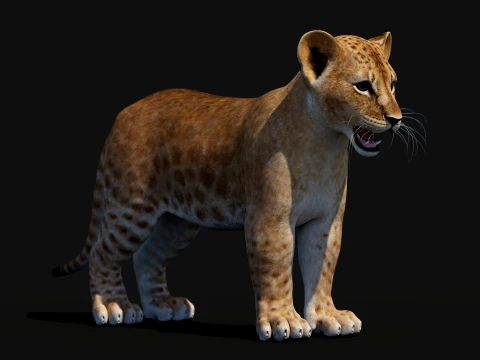 Lion Cub Bundle Natural White 3D Model