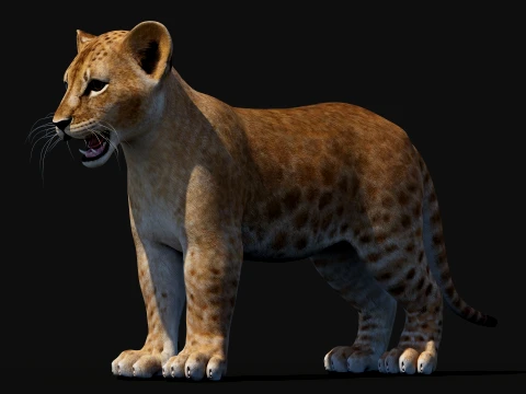 Lion Cub Bundle Natural White 3D Model