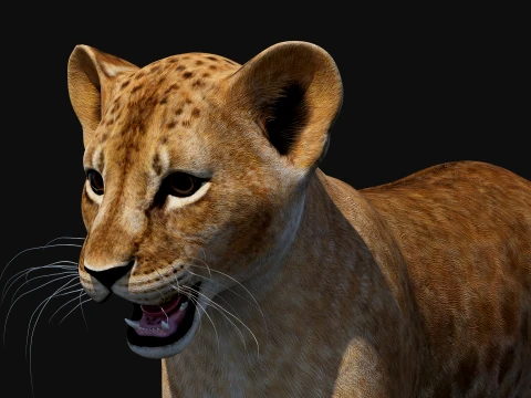 Lion Cub Bundle Natural White 3D Model