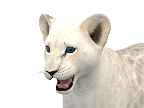Lion Cub Bundle Natural White 3D Model