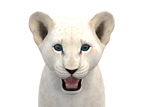Lion Cub Bundle Natural White 3D Model