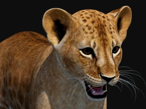 Lion Cub Bundle Natural White 3D Model