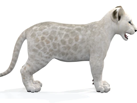Lion Cub Bundle Natural White 3D Model