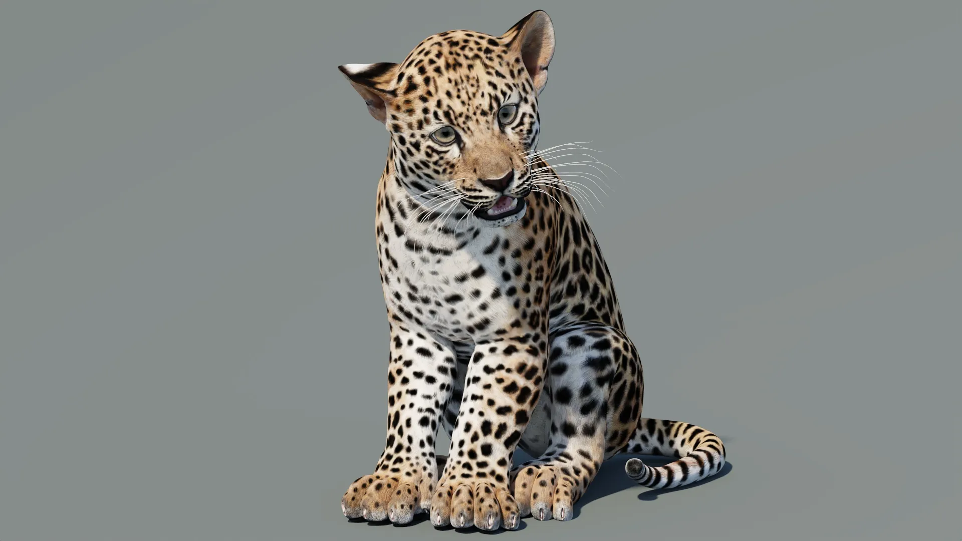 Rigged Leopard Cub 3D Model .c4d .max .obj .3ds .fbx .stl .blend 