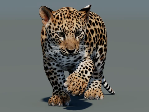 Rigged Leopard Cub 3D Model
