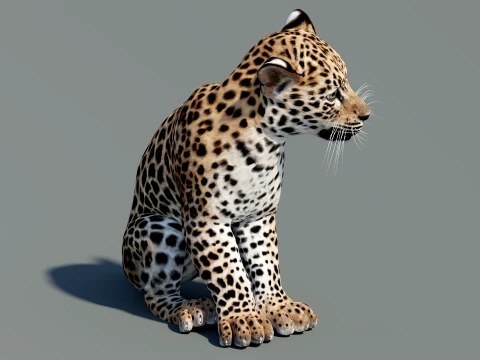 Rigged Leopard Cub 3D Model