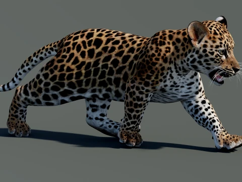 Rigged Leopard Cub 3D Model