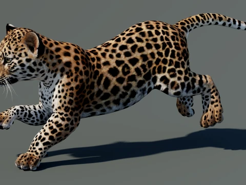 Rigged Leopard Cub 3D Model