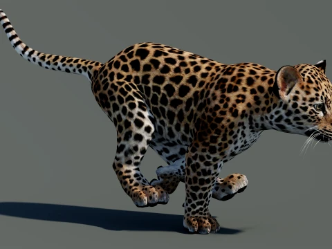 Rigged Leopard Cub 3D Model