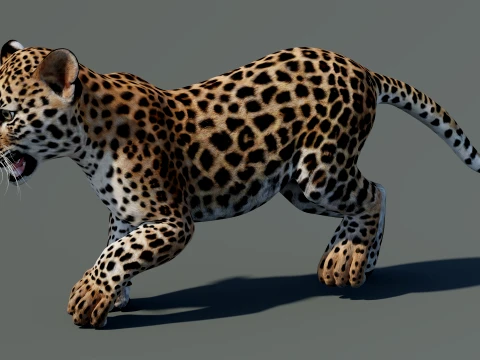 Rigged Leopard Cub 3D Model