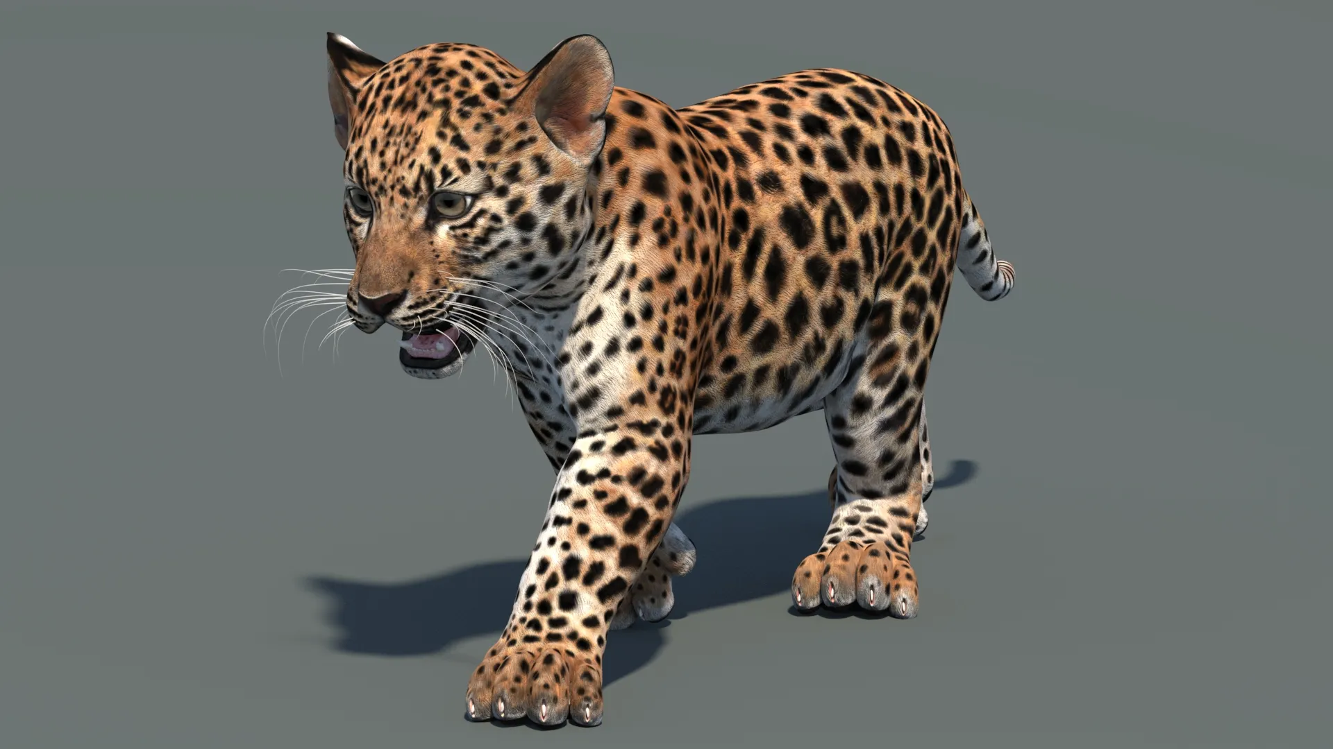 Animated Leopard Cub 3D Model .c4d .max .obj .3ds .fbx .stl .blend 