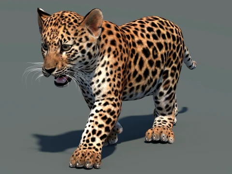 Animated Leopard Cub 3D Model