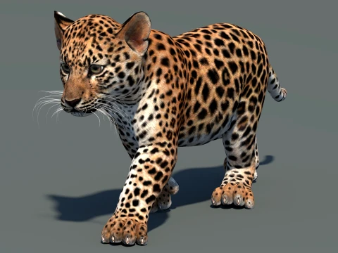 Animated Leopard Cub 3D Model