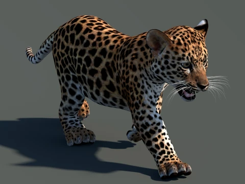 Animated Leopard Cub 3D Model