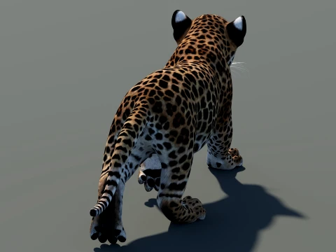 Animated Leopard Cub 3D Model