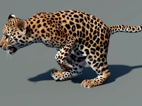 Animated Leopard Cub 3D Model