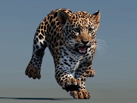 Animated Leopard Cub 3D Model