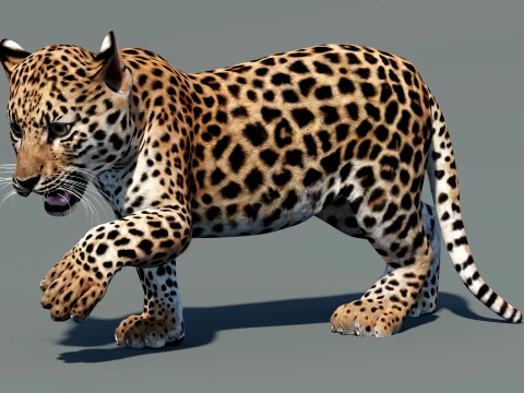 Animated Leopard Cub 3D Model