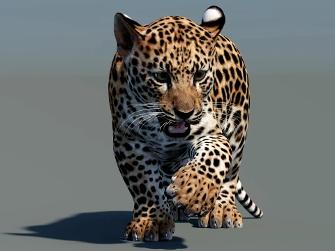 Animated Leopard Cub 3D Model