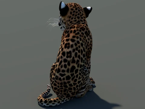 Animated Leopard Cub 3D Model