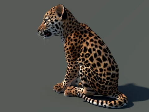 Animated Leopard Cub 3D Model