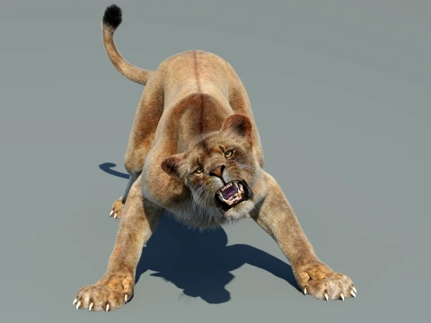 Animated Lioness - Hair and Fur 3D Model