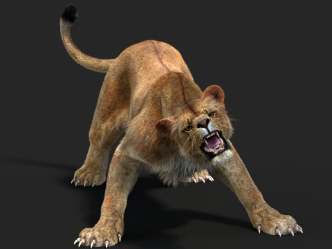 Animated Lioness - Hair and Fur 3D Model