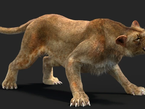 Animated Lioness - Hair and Fur 3D Model