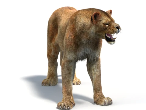 Animated Lioness - Hair and Fur 3D Model