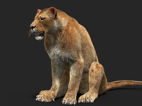 Animated Lioness - Hair and Fur 3D Model
