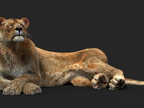 Animated Lioness - Hair and Fur 3D Model