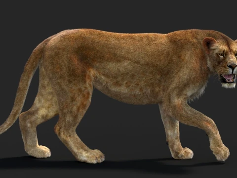 Animated Lioness - Hair and Fur 3D Model