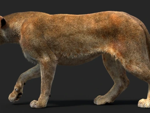 Animated Lioness - Hair and Fur 3D Model