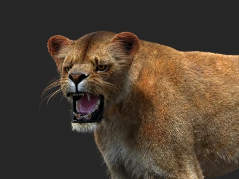 Animated Lioness - Hair and Fur 3D Model