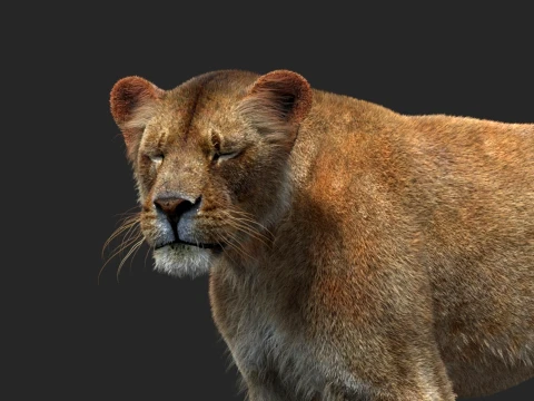 Animated Lioness - Hair and Fur 3D Model